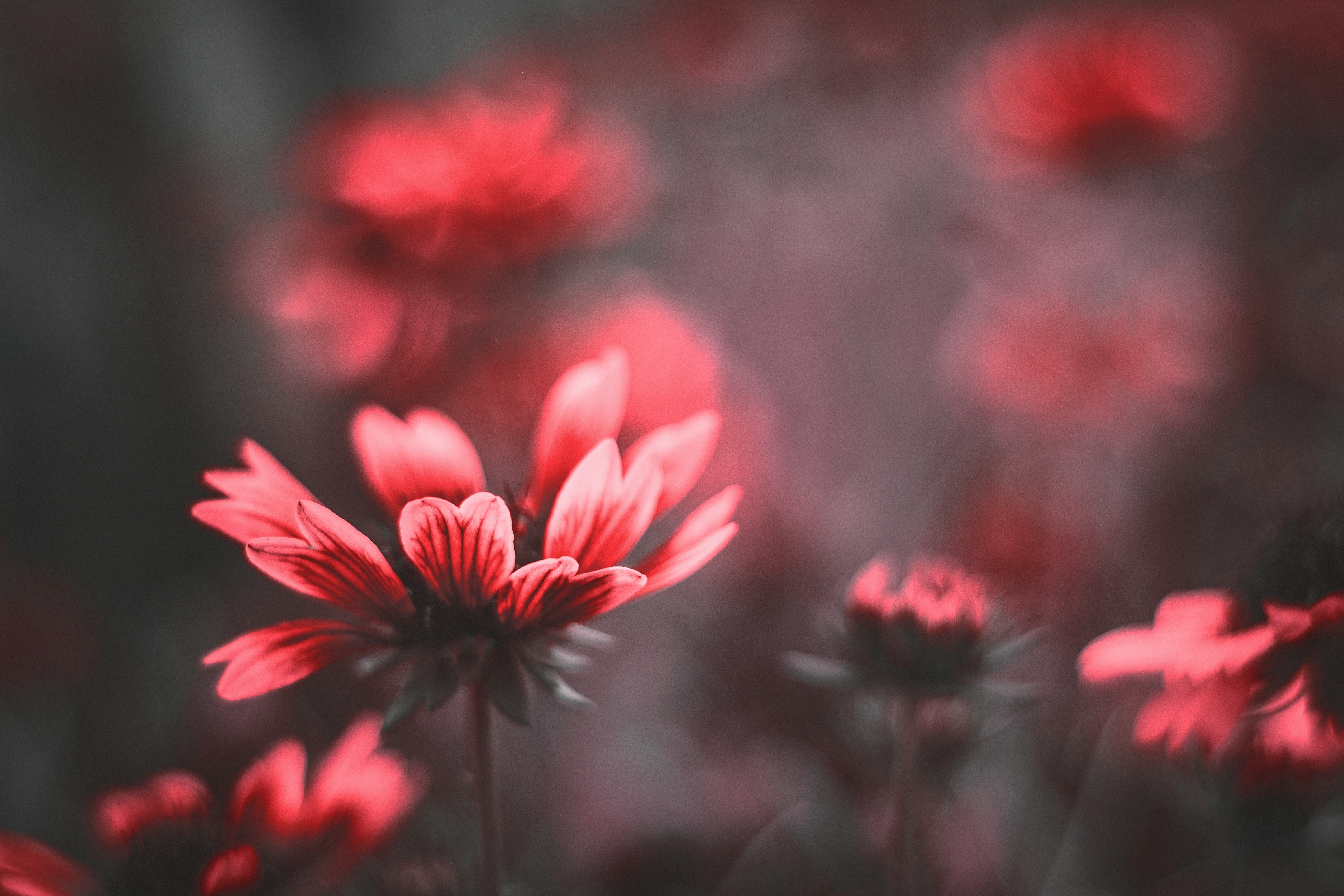 A red flower in a garden full of flowers
