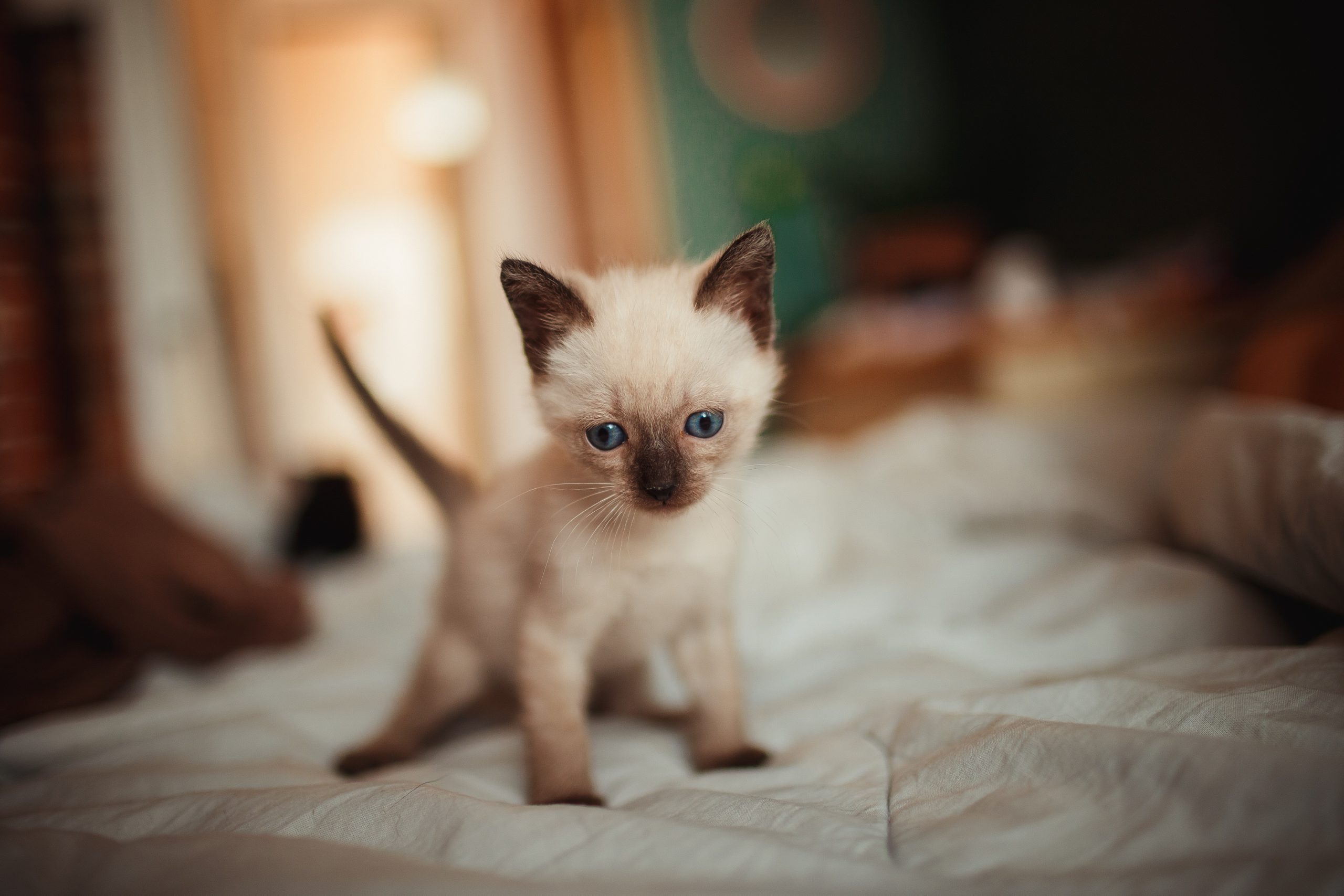 kitten with blue eyes on a white bed sheet