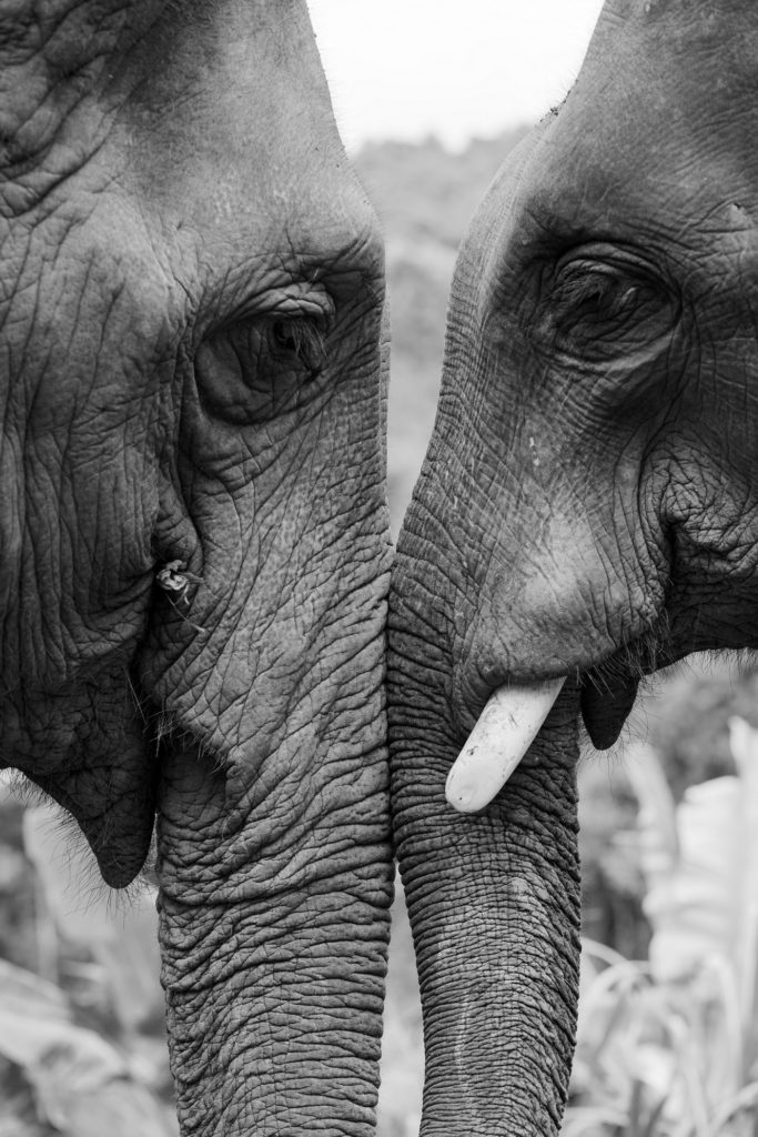 two elephants head to head  in black and white
